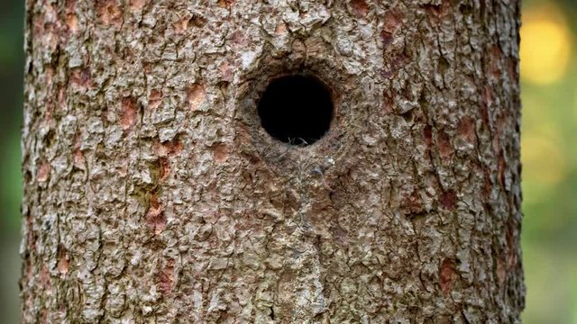 Eurasian pygmy owl (Glaucidium passerinum) returning to the nest hole