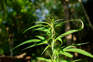 Background of the marijuana tree 