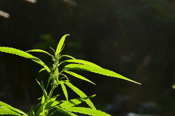 Background of the marijuana tree 