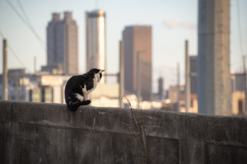 Cat...watching...waiting