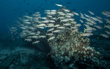 Fototapeta na wymiar School of fish over reef