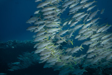 Fototapeta na wymiar Goat fish in Maui