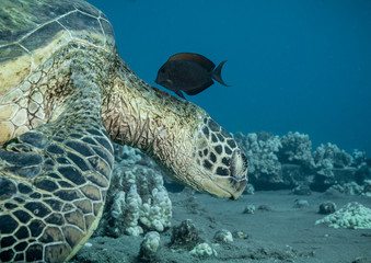 Fototapeta premium Turtles in Hawaii chilling at a cleaning station