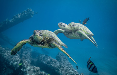 Turtles in Hawaii chilling at a cleaning station