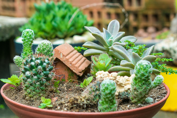 Detail of a mine garden of succulents and cactus.