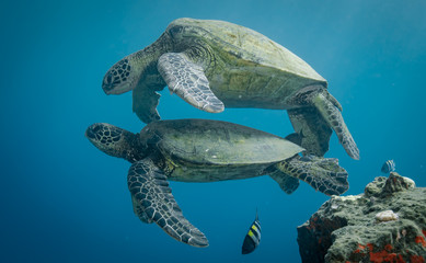 Turtles in Hawaii chilling at a cleaning station