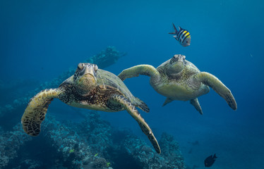 Turtles in Hawaii chilling at a cleaning station