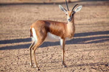 portrait of Saharian Dorcas Gazelle
