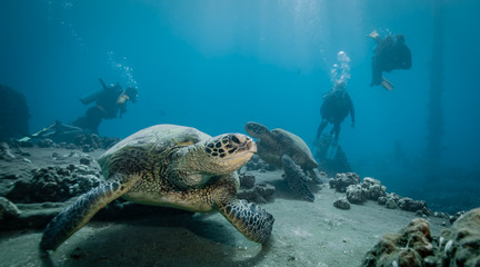 Turtles in Hawaii chilling at a cleaning station