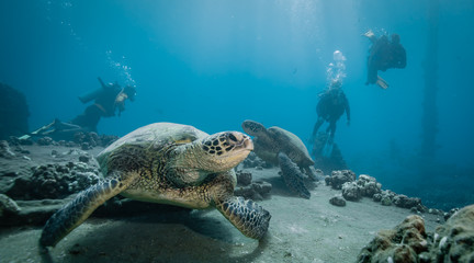 Obraz premium Turtles in Hawaii chilling at a cleaning station