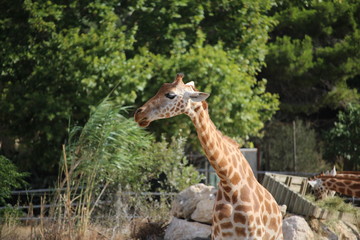 profil de girafe © canecorso
