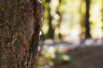 Fototapeta premium Pine sap glistening in the sun