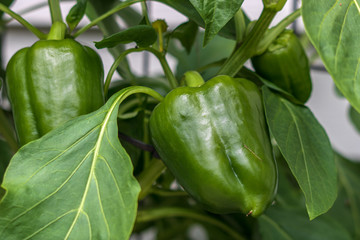 Green peppers in the garden