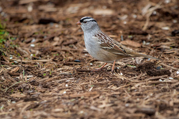 White-crowned sparrow in mulch
