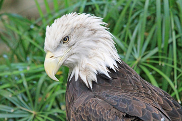 Bald eagle head