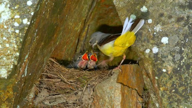 Grey wagtail bringing food for chicks