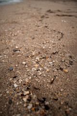 Close-up of Broken Shells in Sand