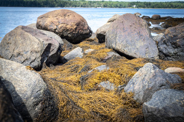 Maine Coastline With Seaweed Up Close 