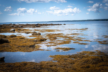 Fresh Seaweed On The Maine Coast 