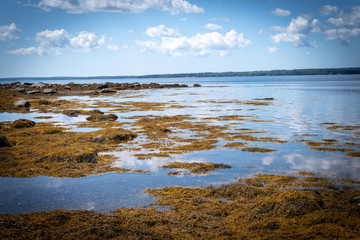 Landscape Photography Coastal Maine Seaweed 