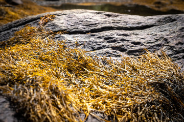 Seaweed Up Close In Maine During Summer 