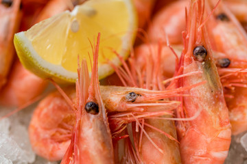 boiled shrimp on ice on grey concrete table