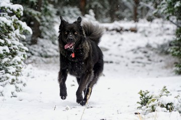 dog in snow