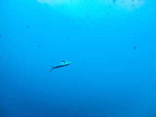 ダイビング　水中写真