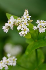 ソバの白い花が咲く