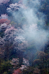 朝霧と天空の桜、霧の中の桜