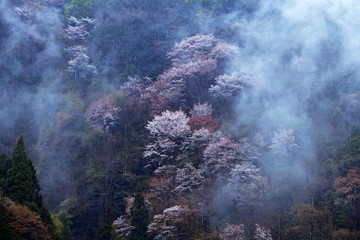 朝霧と天空の桜、霧の中の桜