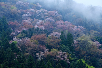 朝霧と天空の桜、霧の中の桜