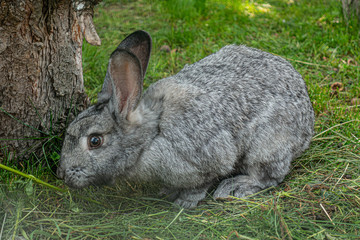 Cute little grey bunny rabbit eating grass on green field next to the tree.