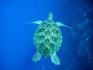 ダイビングする女性