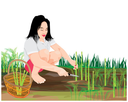 agriculturist harvest asparagus vector design