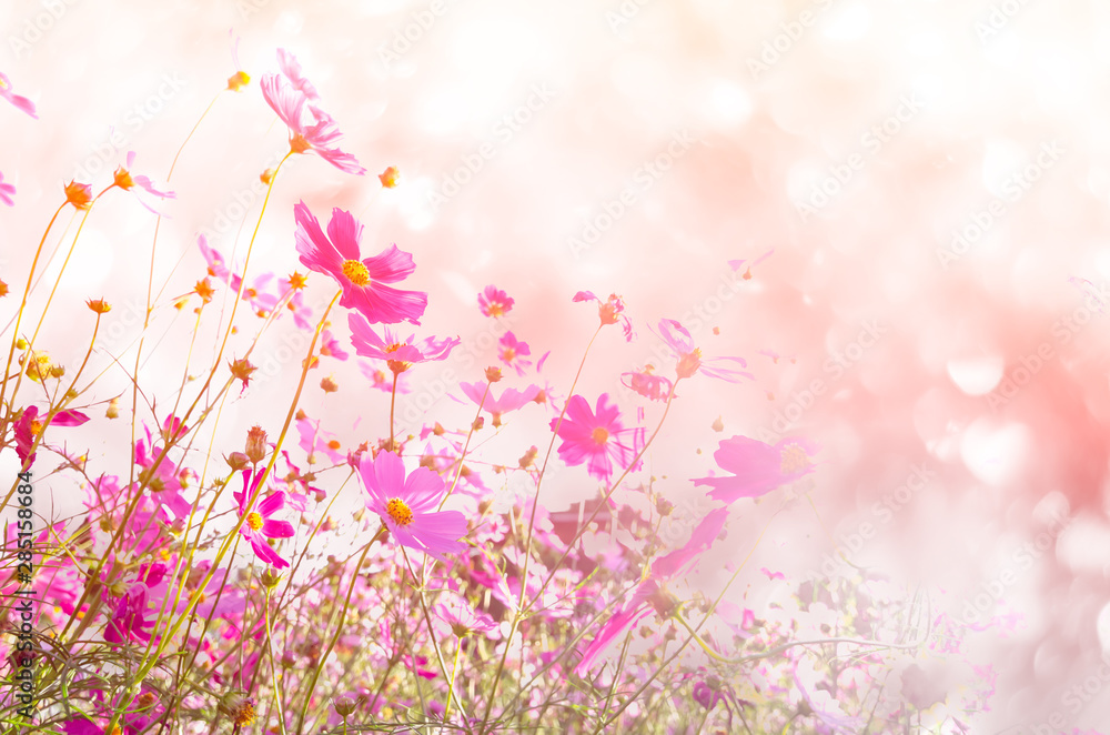Wall mural blurred of cosmos flowers with bokeh in vintage style and soft blur for background