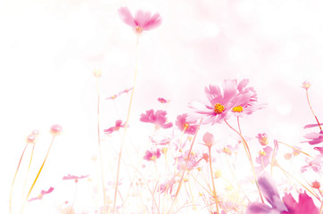 blurred of cosmos flowers with bokeh in vintage style and soft blur for background