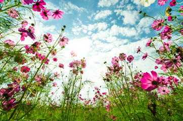 Obraz na płótnie Canvas Purple, pink, red, cosmos flowers in the garden with blue sky and clouds background
