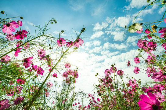Purple, pink, red, cosmos flowers in the garden with blue sky and clouds background