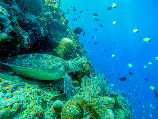 ダイビングする女性