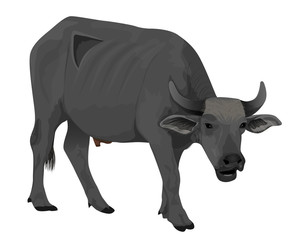 buffalo vector design