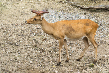 Deer antler with whitetail growth process in the zoo background. Young antlered deer with short new horn