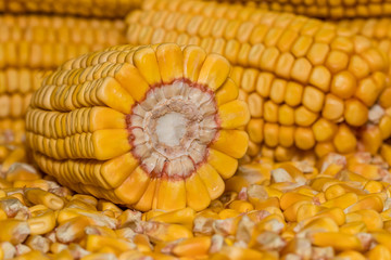 Field corn ears on a pile of shelled kernels with corn ear cut in half showing inside of cob