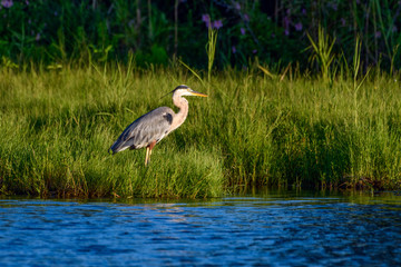 Great Blue Heron in Green Meadow