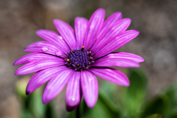 Fototapeta premium Close up of a purple African daisy flower