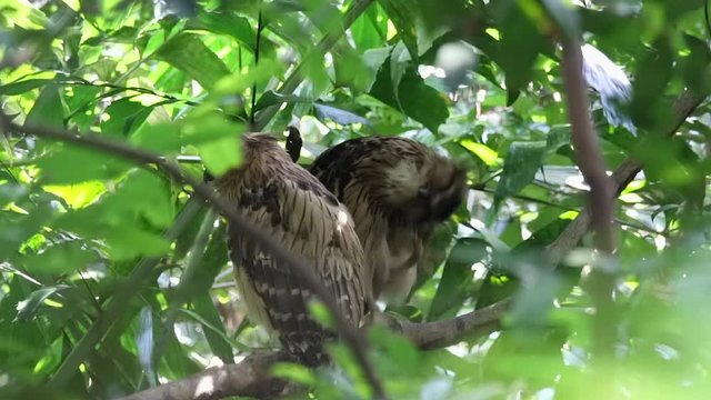 A pair of buffy fish owl