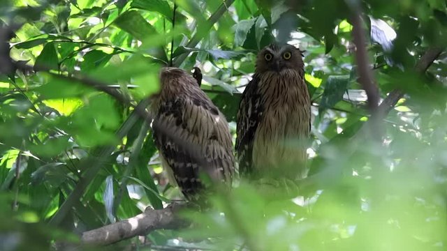 A pair of buffy fish owl close up