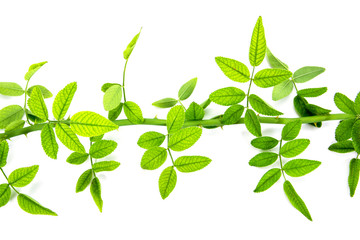 Closeup of green rose leaves tree branch with thorn isolated on white background. Horizontal green rose leaves twig isolated
