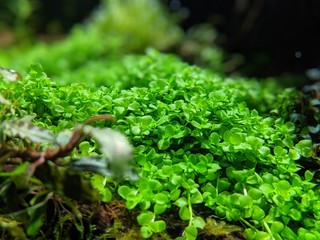 水草水槽 © Watakushi