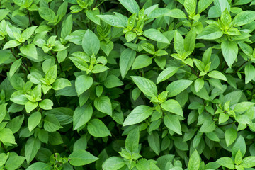 Naklejka na ściany i meble Sweet Basil leaves in the garden background. Green basil leaf agriculture . Ocimum basilicum Linn. ( LABIATAE )